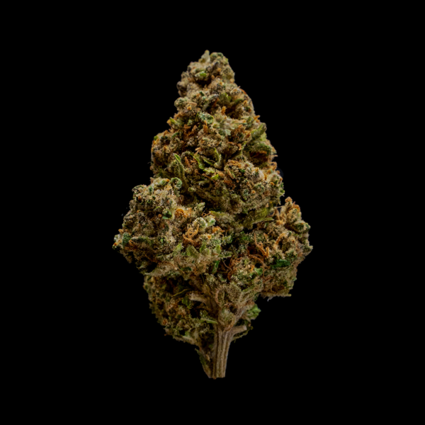 Shiva es una de las genéticas más admiradas por los amantes del cannabis legal de CBD. Es una variedad predominantemente índica de alta calidad y gran cantidad de resina. Las inflorescencias de Shiva son de un verde particularmente claro, un color muy especial y muy querido por los expertos. Los cogollos son de tamaño mediano con algunas cimas apicales particularmente voluminosas.