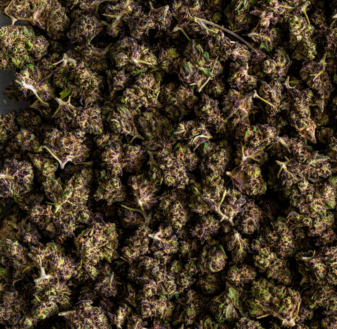 Cogollos CBD Purple Punch Small Buds de alta calidad, envío rápido, flores de cáñamo económicas y legales en España