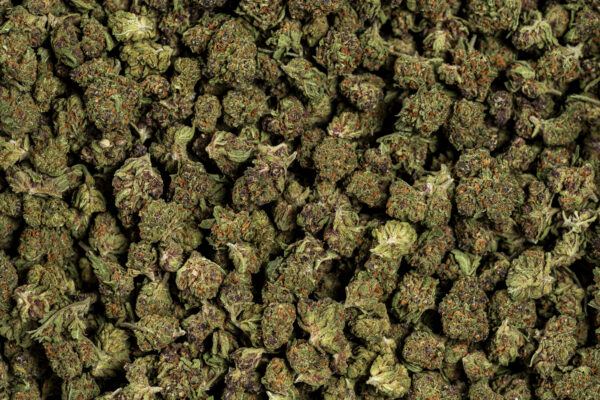 "SMALL BUDS CBD"