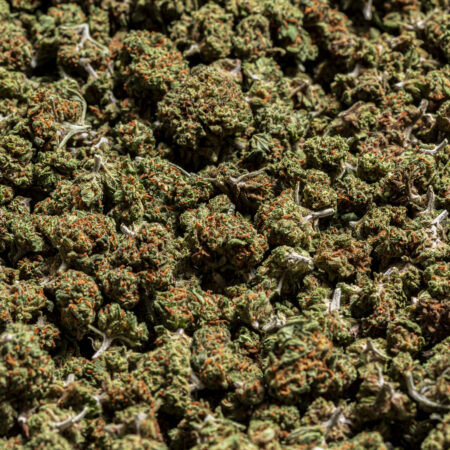 Berry Cream Small Bud flor CBD premium con aroma dulce y afrutado