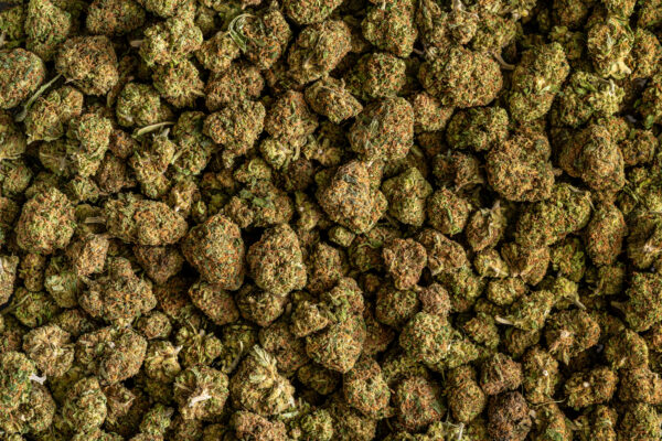 BLUEBERRY SOUR Small Buds - CBD Premium