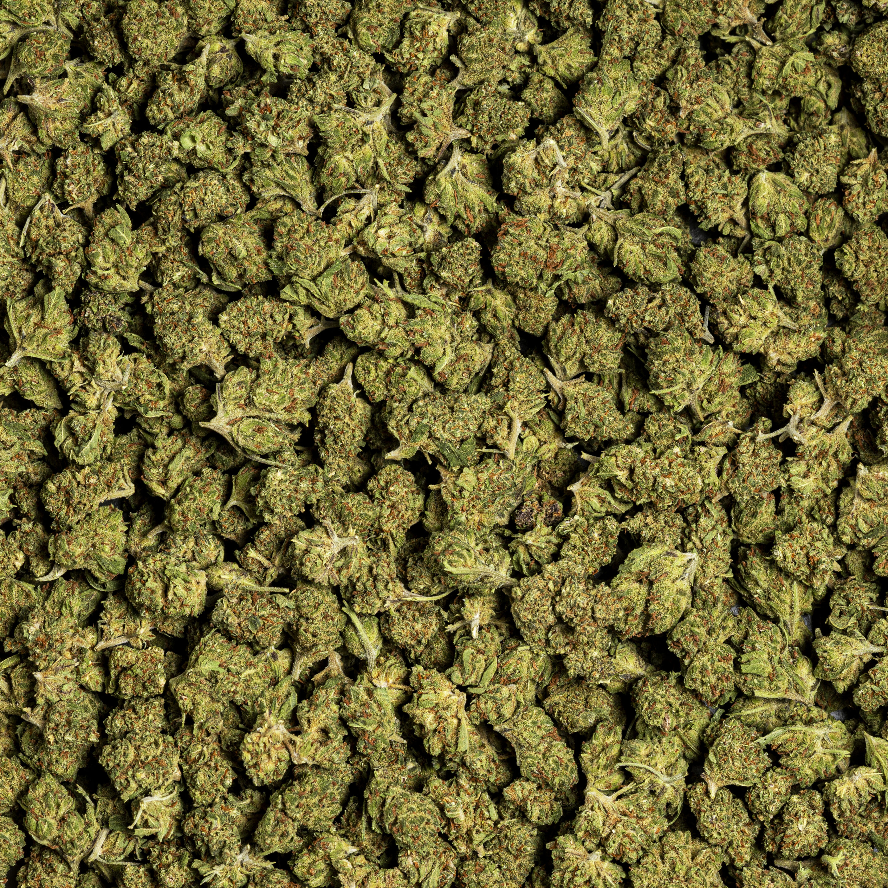 Cogollos pequeños DOSIDOS CBD calidad alta, flor greenhouse compacta, resinosa y económica. Ideal para quienes buscan comprar cogollos CBD premium al mejor precio.