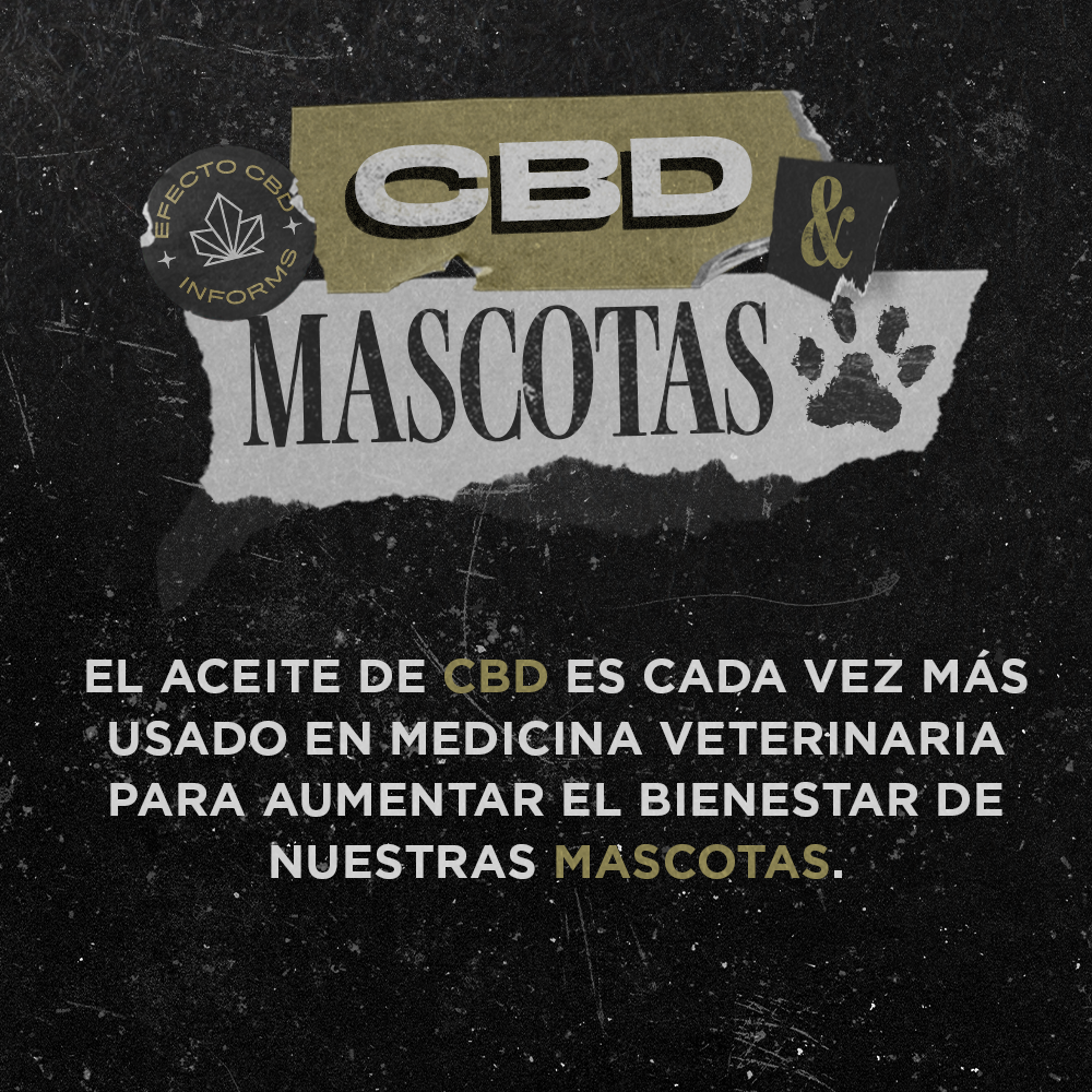 Información sobre CBD para mascotas en San Juan, educación y conciencia sobre cáñamo industrial – EFECTO CBD