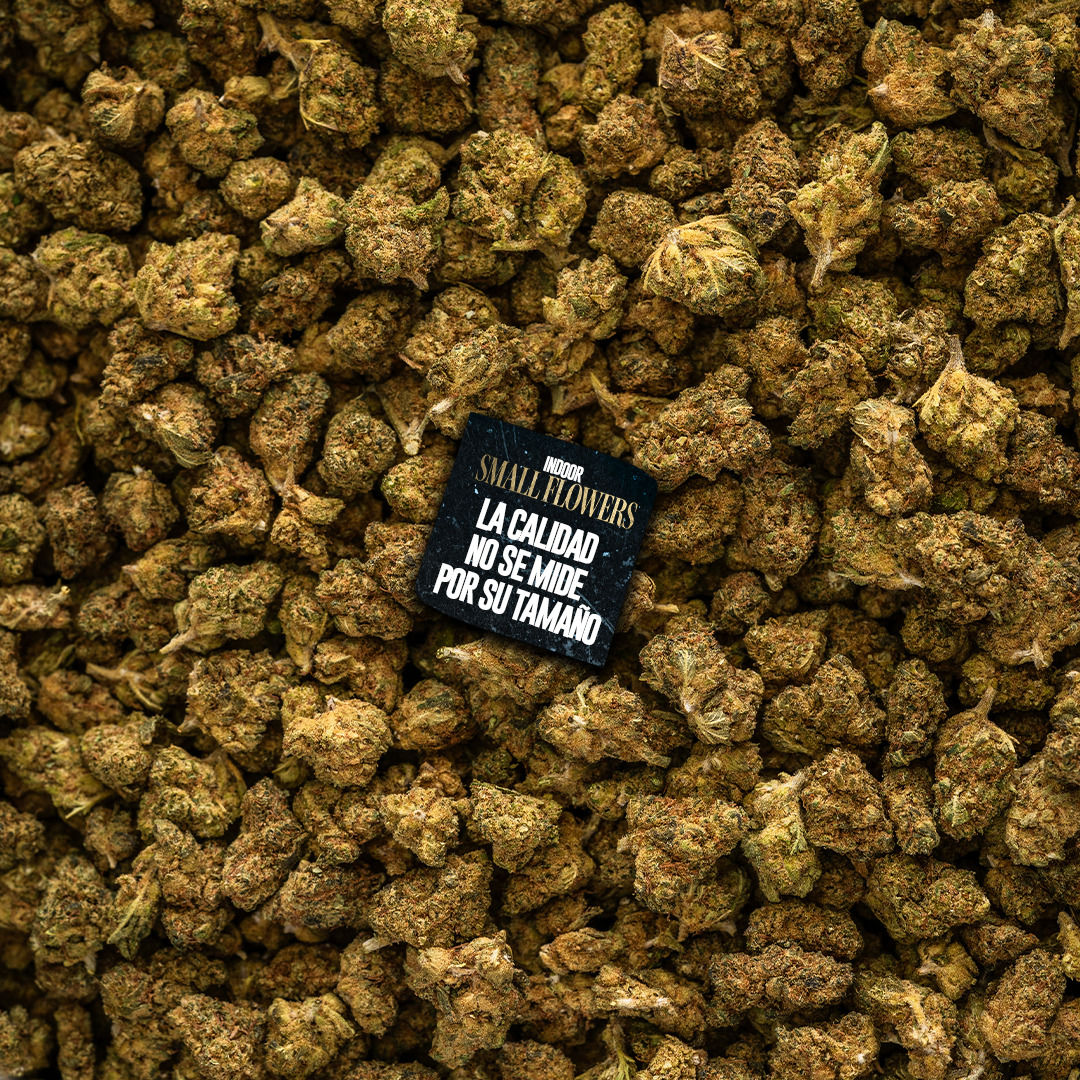 Small buds flores CBD pequeñas – cogollos económicos con buen aroma