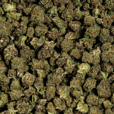 CRITICAL CHEESE Small Bud flor CBD con tonos morados, cogollos duros y aroma cheese