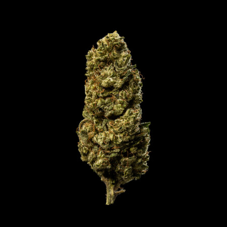 SUPER LEMON HAZE flor CBD premium con cogollos compactos y aspecto resinoso